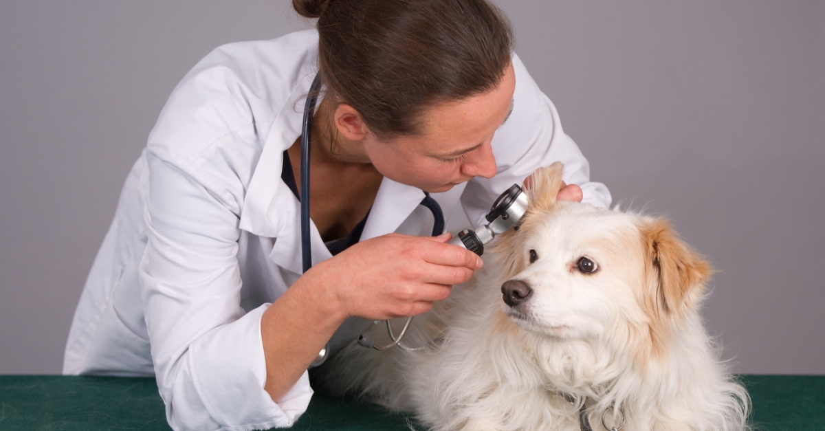 La tumeur chez le chien âgé symptômes, diagnostic et traitements