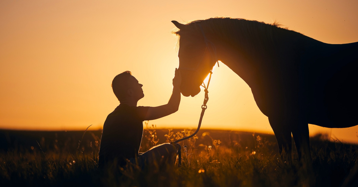 Faire Le Deuil De Son Cheval tapes motions Et Aides Psychologiques Faire Le Deuil De Son Cheval tapes motions Et Aides Psychologiques