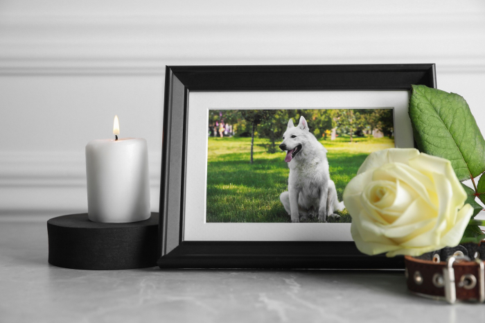 Garder un souvenir de son animal : conseils pour lui rendre hommage