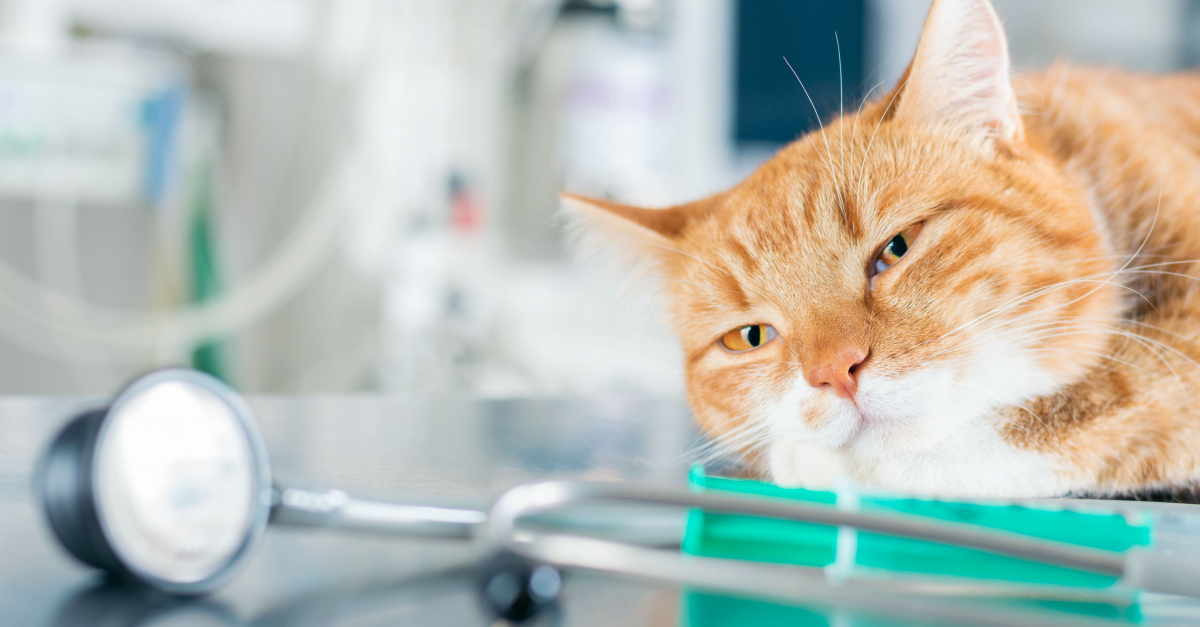 euthanasie chat québec