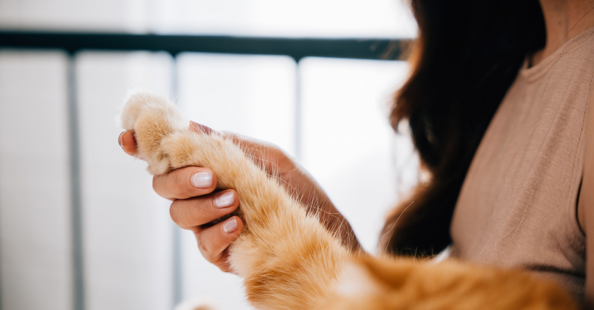 Mon chat vient de mourir : législation, démarches administratives et