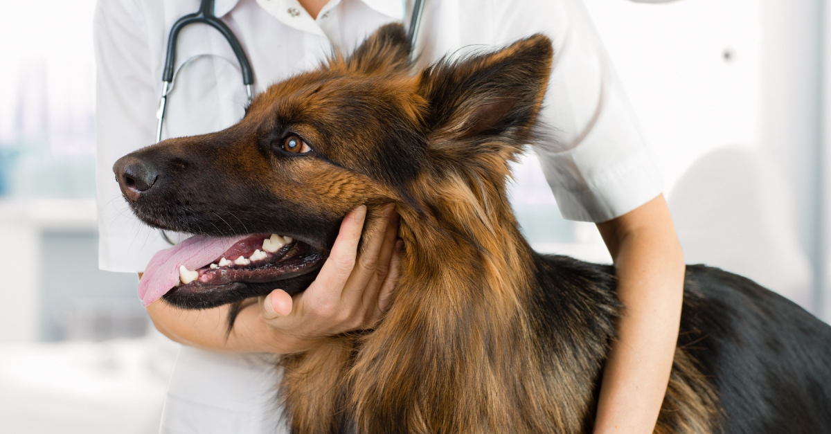 Cancer chez le chien âgé : symptômes, diagnostic et traitements