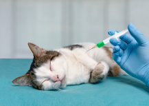 Illustration : Utiliser la cortisone pour soulager la douleur d’un chat en fin de vie