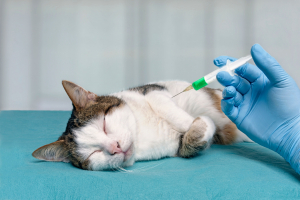 Illustration : "Utiliser la cortisone pour soulager la douleur d’un chat en fin de vie"