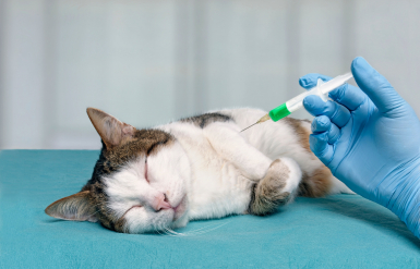 Illustration : Utiliser la cortisone pour soulager la douleur d’un chat en fin de vie