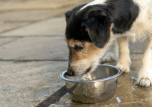 Illustration : La consommation d’eau excessive chez le vieux chien