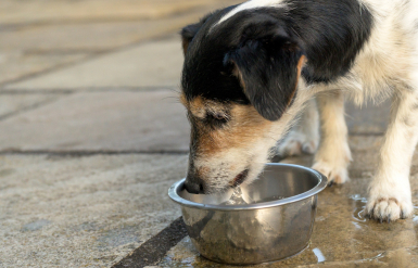 Illustration : Le deuil animalier