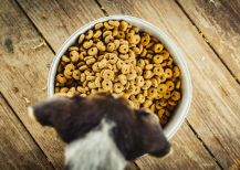 Illustration : Le manque d’appétit pour les croquettes chez le vieux chien