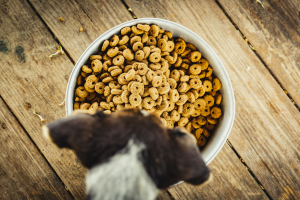 Illustration : "Le manque d’appétit pour les croquettes chez le vieux chien"
