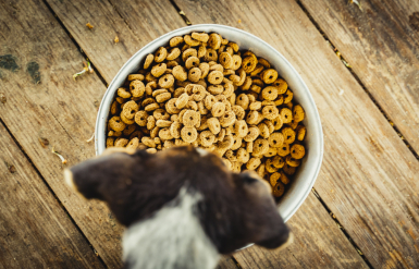 Illustration : L'euthanasie du chat