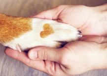 Illustration : Dire au revoir à son chien en fin de vie