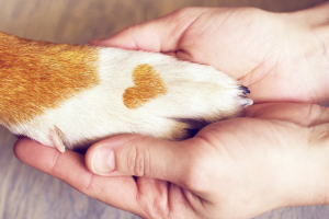 Illustration : "Dire au revoir à son chien en fin de vie"