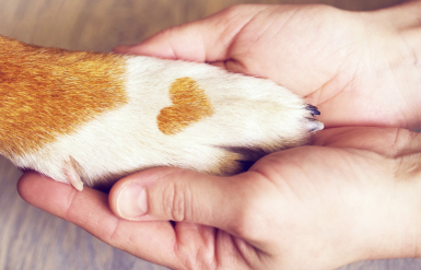 Illustration : Le deuil animalier