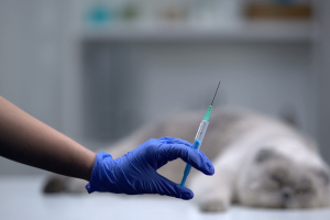 Illustration : "Le prix de l’euthanasie d’un chat"