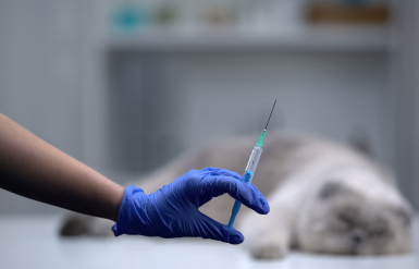 Illustration : Id&eacute;es de textes &agrave; graver sur la plaque fun&eacute;raire de son animal