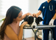 Illustration : Le prix de l’euthanasie d’un chien