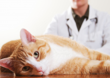 Illustration : Le prix des services v&eacute;t&eacute;rinaires lors du d&eacute;c&egrave;s d&rsquo;un chat