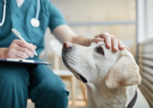 Illustration : Le prix des services v&eacute;t&eacute;rinaires lors du d&eacute;c&egrave;s d&rsquo;un chien