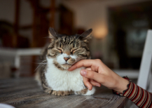Illustration : La d&eacute;mence s&eacute;nile chez le chat