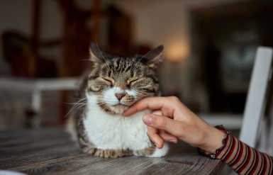 Illustration : Les soins palliatifs pour les animaux