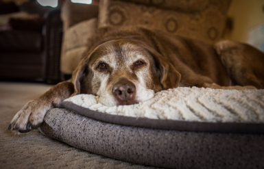 Illustration : L&rsquo;esp&eacute;rance de vie d&rsquo;un chien