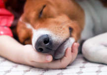 Illustration : Faut-il emmener son enfant assister &agrave; l'euthanasie de son animal ?