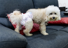 Illustration : G&eacute;rer l'incontinence urinaire chez le chien senior