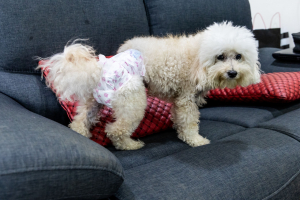 Illustration : "Gérer l'incontinence urinaire chez le chien senior"