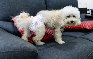 Illustration : R&ecirc;ver de son animal mort