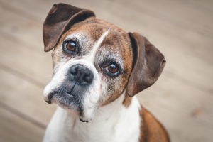 Illustration : "Comment adapter l'habitat d'un chien senior ?"