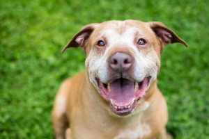 Illustration : "Le toilettage du chien senior"