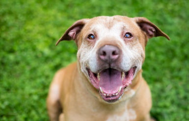 Illustration : Les changements de comportement chez le chien senior