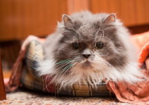 Illustration : Les signes de douleur chez les animaux &acirc;g&eacute;s