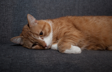 Illustration : Que faire quand mon animal meurt subitement ?