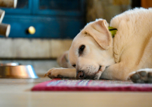 Illustration : Que faire lorsque son animal en fin de vie refuse de manger ?