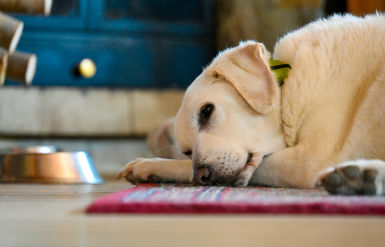 Illustration : Que faire lorsque son animal en fin de vie refuse de manger ?