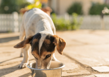 Illustration : Choisir une alimentation adapt&eacute;e pour aider son chien ou son chat &agrave; bien vieillir