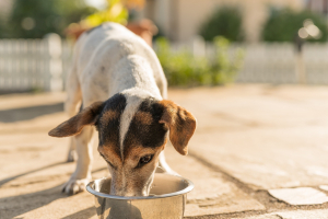 Illustration : "Choisir une alimentation adaptée pour aider son chien ou son chat à bien vieillir"