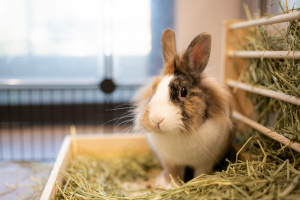 Illustration : "Prendre soin d’un lapin âgé"