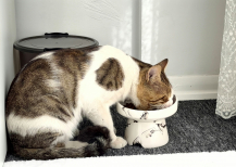 Illustration : Comment adapter la liti&egrave;re et l'espace de vie d'un chat senior ?