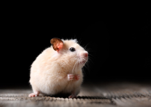 Illustration : Prendre soin d'un hamster &acirc;g&eacute;