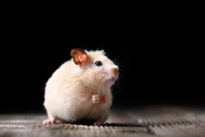 Illustration : "Prendre soin d'un hamster âgé"