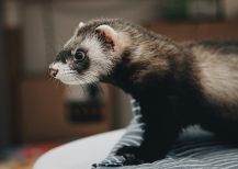 Illustration : Prendre soin d&rsquo;un furet &acirc;g&eacute;