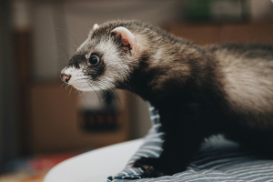 Illustration : "Prendre soin d’un furet âgé"