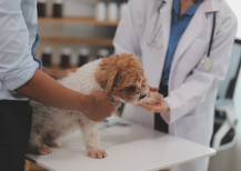 Illustration : La consultation v&eacute;t&eacute;rinaire pour la fin de vie de son chien