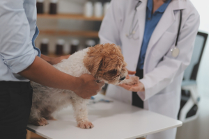 Illustration : "La consultation vétérinaire pour la fin de vie de son chien"