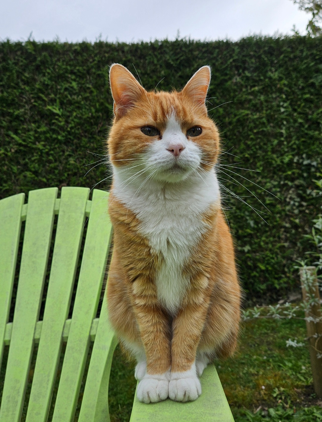 Garfield