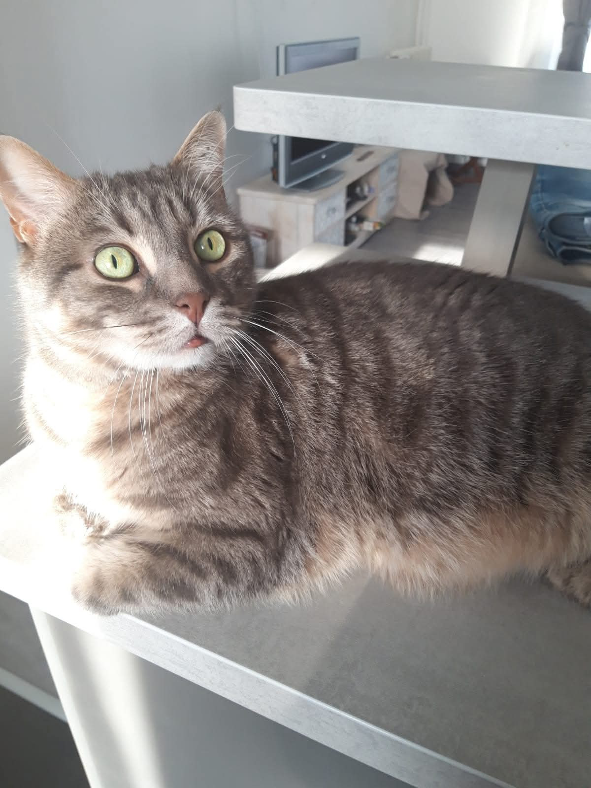 Filou